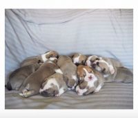 Bull and Terrier Puppies for sale in Los Angeles, CA, USA. price: NA