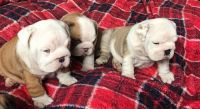Bull and Terrier Puppies for sale in Washington, DC, USA. price: NA