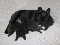 Bull and Terrier Puppies for sale in New York, IA 50238, USA. price: NA