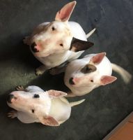 Bull and Terrier Puppies for sale in Sarepta, LA 71071, USA. price: NA