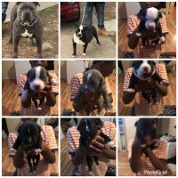 Bull and Terrier Puppies for sale in Morrow, GA 30260, USA. price: NA
