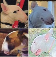 Bull and Terrier Puppies for sale in North Hollywood, Los Angeles, CA, USA. price: NA