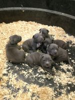 Bull and Terrier Puppies for sale in Berlin, CT, USA. price: NA