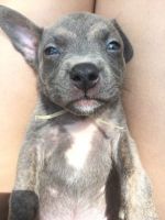 Bull and Terrier Puppies for sale in Livingston, TX 77351, USA. price: NA
