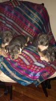 Bull and Terrier Puppies for sale in Montclair, NJ, USA. price: NA