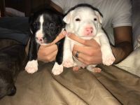 Bull and Terrier Puppies for sale in Vineland, NJ, USA. price: NA