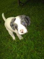 Bull and Terrier Puppies for sale in Des Moines, IA, USA. price: NA
