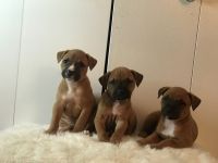 Bull and Terrier Puppies for sale in Chicago Loop, Chicago, IL, USA. price: NA