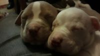 Bull and Terrier Puppies for sale in St. Petersburg, FL, USA. price: NA