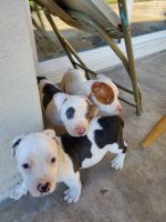 Bull and Terrier Puppies for sale in Brea, CA, USA. price: NA