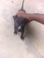 Bull and Terrier Puppies for sale in Fort Worth, TX, USA. price: NA