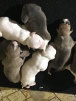 Bull and Terrier Puppies for sale in Tyler, TX, USA. price: NA