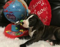Bull and Terrier Puppies for sale in Meadville, PA 16335, USA. price: NA