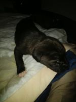 Bull and Terrier Puppies for sale in Alexandria, VA, USA. price: NA