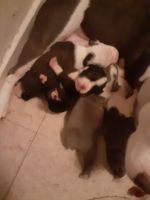 Bull and Terrier Puppies for sale in Houston, TX, USA. price: NA