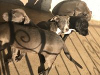 Bull and Terrier Puppies for sale in Philadelphia, PA, USA. price: NA