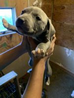Bull and Terrier Puppies for sale in Fort Worth, TX 76117, USA. price: NA