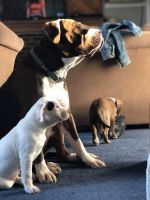 Bull and Terrier Puppies for sale in Montbello, Denver, CO 80239, USA. price: NA