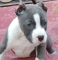 Bull and Terrier Puppies for sale in Winston, NC, USA. price: NA