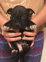 Bull and Terrier Puppies for sale in Racine, WI, USA. price: NA