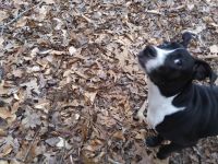 Bull and Terrier Puppies for sale in Chapel Hill, NC 27514, USA. price: NA