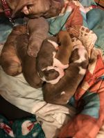 Bull and Terrier Puppies for sale in Chicago, IL, USA. price: NA
