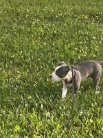 Bull and Terrier Puppies for sale in Miami, FL, USA. price: NA