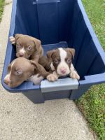 Bull and Terrier Puppies for sale in Blue Island, IL, USA. price: NA