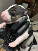 Bull and Terrier Puppies for sale in Dallas, TX 75204, USA. price: NA