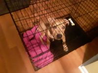 Bull and Terrier Puppies for sale in Raleigh, NC, USA. price: NA