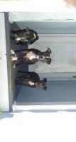 Bull and Terrier Puppies for sale in 925 Mill Run, West Columbia, SC 29169, USA. price: NA
