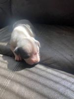Bull and Terrier Puppies for sale in New York, NY, USA. price: NA