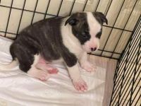 Bull and Terrier Puppies for sale in Midway, TN 37809, USA. price: NA