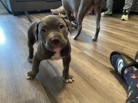 Bull and Terrier Puppies for sale in Lithonia, GA 30058, USA. price: NA