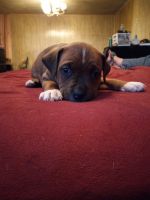 Bull and Terrier Puppies for sale in Grenville, NM 88424, USA. price: NA