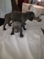 Bull and Terrier Puppies for sale in Memphis, TN 38128, USA. price: NA