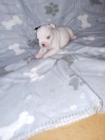 Bull and Terrier Puppies for sale in Warsaw, MO 65355, USA. price: NA