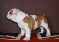 Bull Arab Puppies for sale in New York, NY, USA. price: $400