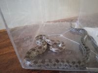 Bull Snake Reptiles for sale in Stillwater, OK, USA. price: NA