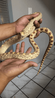 Bull Snake Reptiles for sale in Phoenix, AZ 85019, USA. price: $450