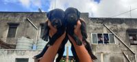 Bull Terrier Puppies for sale in Kamankatti Circle, Kamanakati, Hosayellapur, Dharwad, Karnataka 580001. price: 20000 INR