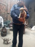 Bull Terrier Puppies for sale in Maidan Garhi, New Delhi, Delhi, India. price: 30000 INR