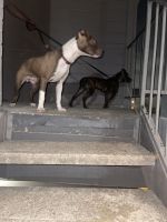 Bull Terrier Puppies Photos