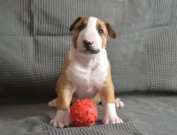 Bull Terrier Puppies for sale in Watford City, ND 58854, USA. price: NA