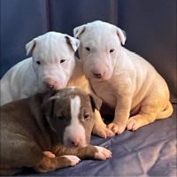 Bull Terrier Puppies for sale in Northern California, CA, USA. price: NA
