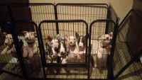 Bull Terrier Puppies for sale in Missoula, MT 59803, USA. price: NA