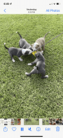 Bull Terrier Puppies for sale in Homestead, FL, USA. price: NA