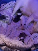 Bull Terrier Puppies for sale in Elyria, OH 44035, USA. price: NA