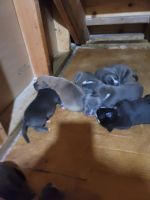 Bull Terrier Puppies for sale in Kansas City, MO, USA. price: NA