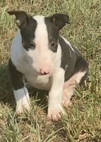 Bull Terrier Puppies for sale in Chapman, KS 67431, USA. price: NA